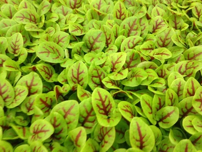 £3.99 • Buy Sprouting Red Veined Sorrel Microgreens Seeds - 500 Microgreen Seeds Approx.