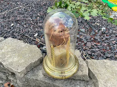 Oddities Morbid Shrunken Head Tsantsa Ecuadorian Decorative In A Glass Dome • $109