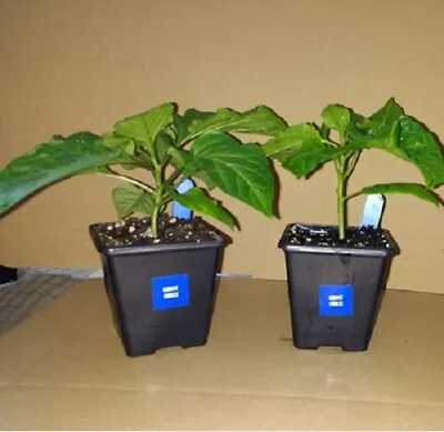 £14.99 • Buy Bhut Jolokia (ghost) Naga, Super Hot Chilli Plant Pack Of 2 Or 3 In 7cm Pots