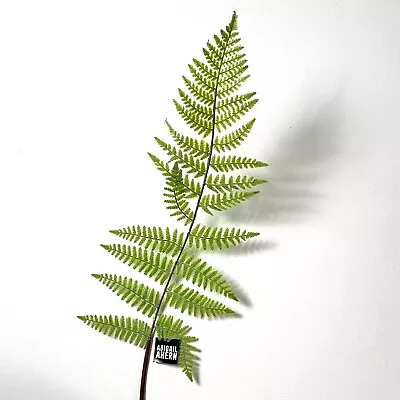 Brand New Abigail Ahern Single Green Fern Stem | Faux Flower Stem | RRP £15 • £11.95