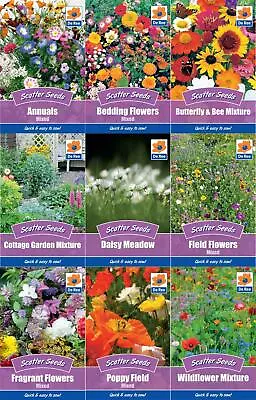 Colourful Flower Scatter Seeds Grow Your Own Flowers Perennials Daisy Meadow • £0.99