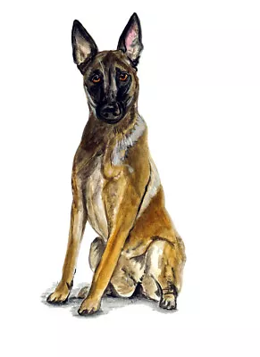 Belgian Shepherd Malinois Police Rescue Guard Dog Lover Vinyl Decal Sticker Gift • $6.95