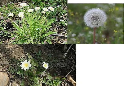 Taraxacum Coreanum Nakai White Flowering Seeds 흰민들레 2022' Harvested 1T+4 • £24.09
