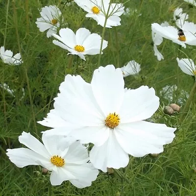 Cosmos Bipinnatus 'Royal Dwarf White' / Dwarf Form / Pure White / 200 Seeds • £1.49