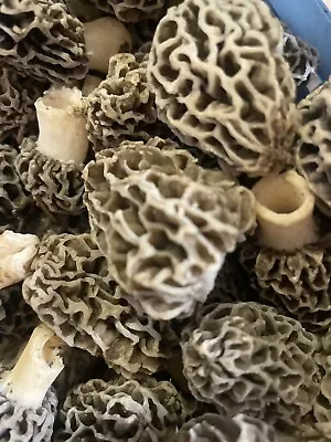 Fresh 24’ Whole Dried Small Greys Morel Mushrooms Top Morchella Gucci • $25