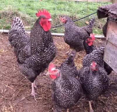 6 Cuckoo Marans Fertile Chicken Hatching Eggs Pure Breeds-Great Layers • £24.99