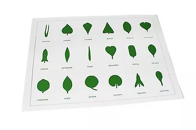 NEW Montessori Sensorial Material- Botany Leaf Cabinet Control Chart (18 Shapes) • $8