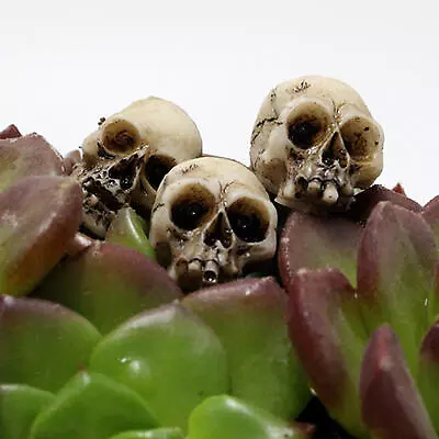 Skeleton Head Mini Skeleton Head 20 Pieces Small Mini Skulls Decor For Garden • $11.69