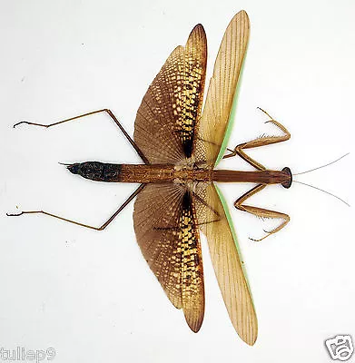 Mantidae - Mantis - Tenodera Aridifolia - Tapah Hills Malaysia (MS01) • $14.98