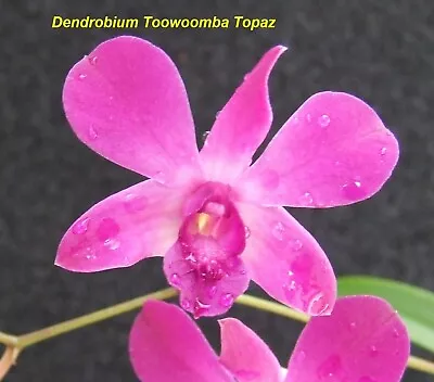 $15 • Buy Orchid Plant 0718. Dendrobium Toowoomba Topaz Nice Keiki In 70mm Net Pot