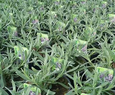 Lavender Vera  - Aromatic Flowering Plant 9cm Pots • £6