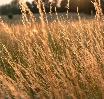 300+ Sweet Vernal Grass Seeds Vanilla Herb (Anthoxanthum Odoratum) • $3