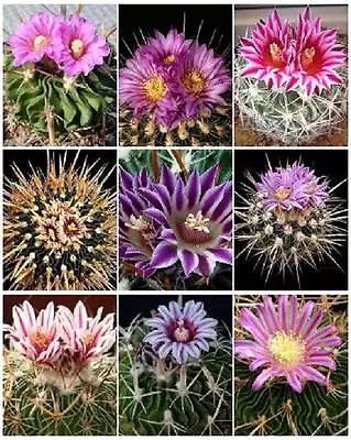 STENOCACTUS VARIETY MIX Brain Cactus Rare Echinofosulocactus Semi Seed 15 SEEDS • $8.99