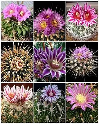 STENOCACTUS VARIETY MIX Brain Cactus Rare Echinofosulocactus Semi Seed 50 SEEDS • $9.99