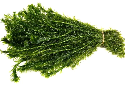 £24.99 • Buy Elodea Densa Stems Oxygenating Pond Weed Live Aquarium Aquatic Plants Fish Tank