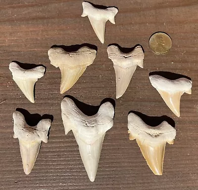 Lot Of 8 Big Shark Teeth Fossil - Shark Tooth  -not Mako — Megalodon Era Fish • $39