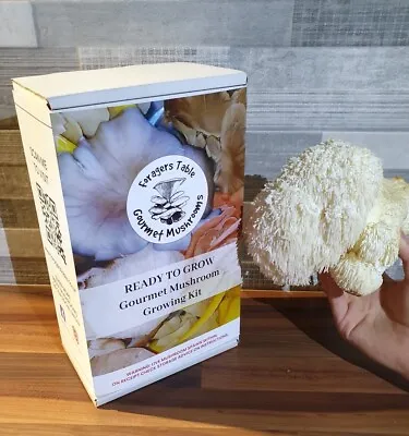 Lions Mane Mushroom Grow Kits Fruit Edible Mushrooms *Guaranteed Success* FAST • £19.99