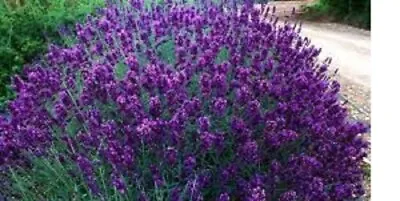 £14.99 • Buy 10 X Lavender Hidcote PLUG PLANTS FREE POSTAGE HERBACEOUS
