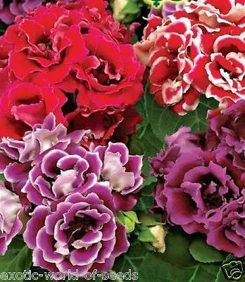 Gloxinia Seeds - Mix Of Russian Double Flower Hybrids For Your Home • £2.99