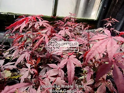 5 Japanese Maple Seedlings (Dormant) - Acer Palmatum 'Bloodgood' - 4 To 6 Inches • $28.50