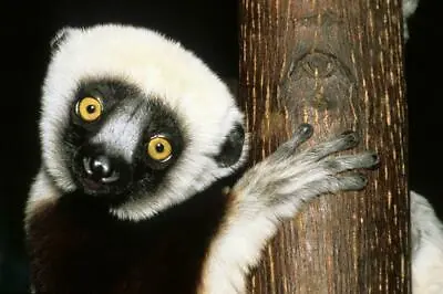 LEMUR GLOSSY POSTER PICTURE PHOTO PRINT Madagascar Primates Eyes Monkey 4815 • $14.99