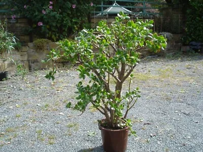 £75 • Buy Large Money Tree  -  Jade Plant  .20 + Years Old  95 Cm Tall  75  Cm Wide