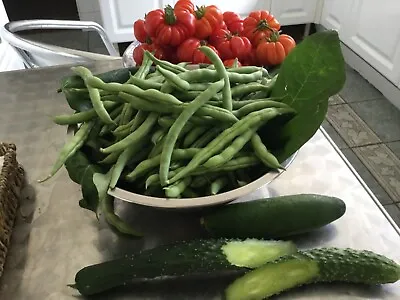 Lot Cucumbers  F1  Beit Alpha Organic 25 / Tomatoes 2 Lot 30 /  French Beans 60 • £4.50