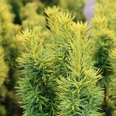 Yew Conifer Plant Taxus Baccata David Garden Outdoor Evergreen Plants 3L Pot • £30.98