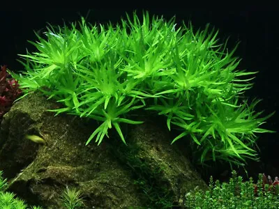 £5.95 • Buy Heteranthera Zosterifolia - Star Grass Live Aquarium Aquatic Plants Fish Tank