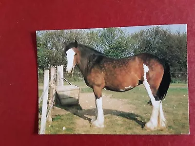 £0.60 • Buy Horse Postcard Shire Horse 
