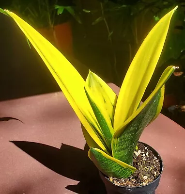 Sansevieria Trifasciata Golden Flame 3  Pot Snake Plant • $18