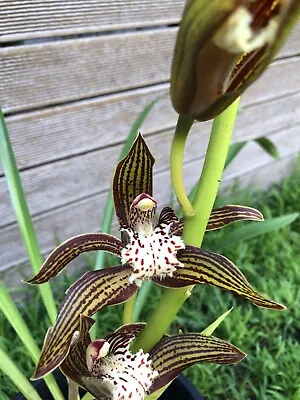 $70 • Buy Beautiful Cymbidium Orchid Plant With 2 Bulbs & 1 Long Flowering Spike #2