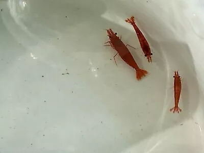 Red Cherry Shrimp 14 ( Neocaridina Davidi) Nano Tank USA Bred Small Breeding • $30