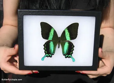 Real Framed Majestic Green Swallowtail Butterfly - 8x6 Riker Mount • $44