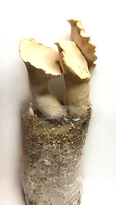 Giant King Oyster Grain Spawn 1kg Mushroom Mycelium Fully Colonised - Rootlab • $40