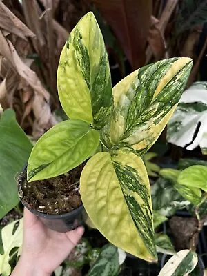 Monstera Karstenianum ‘Peru’ Variegata • $200