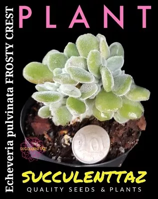 PLANT Echeveria Pulvinata FROSTY CRESTED Cristatus Succulent Crassula Family • $17