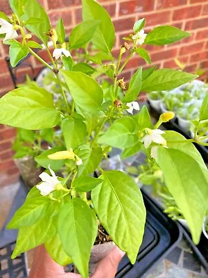 Chilli Plant White Chilli Basket Of Fire Flower Buds Appear  4 Plants • £20.99