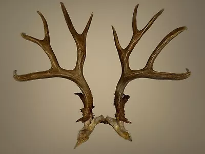 Beautiful Mule Deer Antlers • Taxidermy • Horns • Decor • Hunting • Atypical  • $325