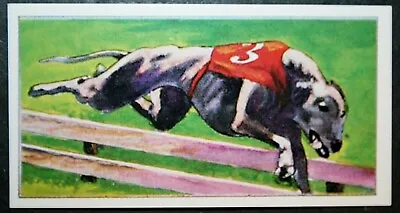 GREYHOUND    Racing Dog   Vintage 1970's  Illustrated  Card  BD24M • $4.96