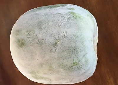 20+ Wax Gourd Seeds White Ash Gourd Winter Melon Dong Gua (Alu) Puhul USA • $3.69