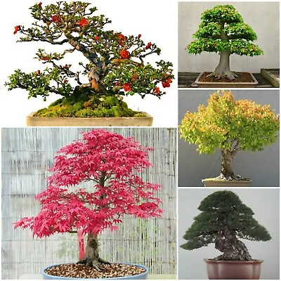  25 X Mix Variety Tree Seeds - 1 Pack - Acer - Pine - Elm - Quince - Bonsai  • £4.99