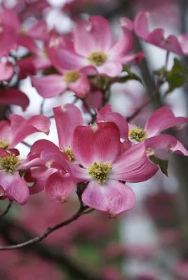 Dogwood Tree Seedlings Flowering Tree Landscaping Tree Pinkredwhite  • $15