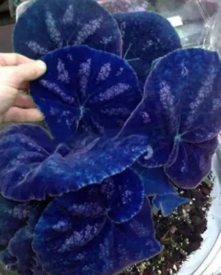 100 Drak Blue Coleus Seeds Coleus Blumei Garden Flower  • £2.94