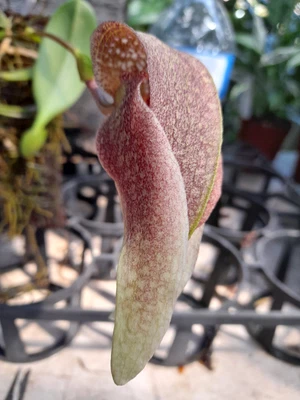 $75 • Buy FPOrchids Species Bulbophyllum Grandiflorum
