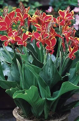 Canna Lily - Tuber - Bulb - Lucifer - PERENNIAL - HARDY GARDEN SUMMER PLANT • £10