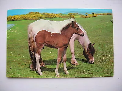 Dartmoor Ponies Postcard. (Near Tavistock Okehampton Plymouth Etc) • £2.79