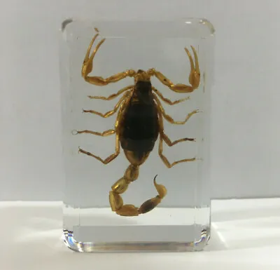 Golden Scorpion In Resin - Real Insect Taxidermy Specimen Odd Gifts • $12.99