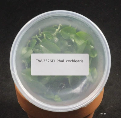 £76.91 • Buy FLASK Phal. Cochlearis