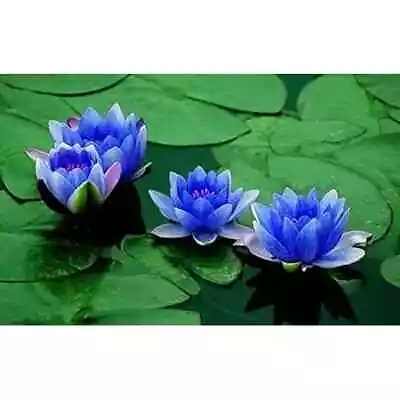 JUST IN BLUE LOTUS FLOWER ( NOT  WATER LILY} 100 % FROM STI LANKA 1O ML. • $12.75